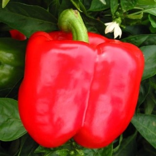 img-0: Перец Ред Найт ЭКС 3Р F1 - ООО «Семена Тут»