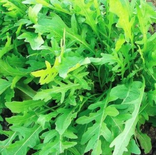 Рукола Рокет - ООО «Семена Тут»