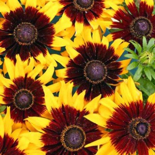 Рудбекия волосистая Краски осени - ООО «Семена Тут»