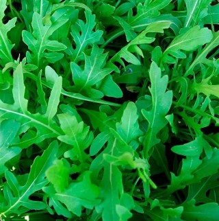 Двурядник Деликатес - ООО «Семена Тут»