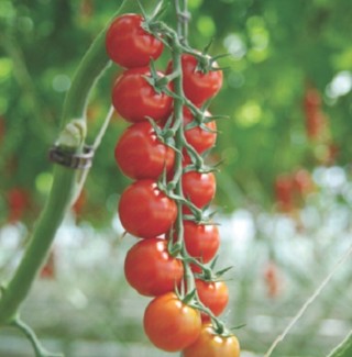 img-1: Томат Сакура F1 - ООО «Семена Тут»