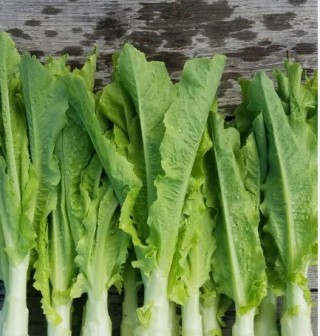 Салат Светлана - ООО «Семена Тут»