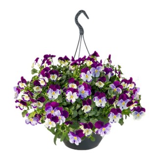 img-1: Виола ампельная Хайфлайер F1 Виолет Фейс [500 шт] - ООО «Семена Тут»