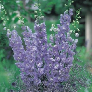 img-0: Дельфиниум высокий Аврора Лавендер [1000 шт] - ООО «Семена Тут»