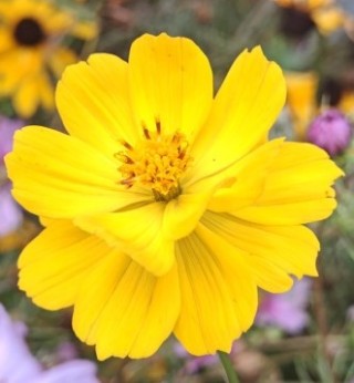 img-0: Космея Солнечная желтая - ООО «Семена Тут»