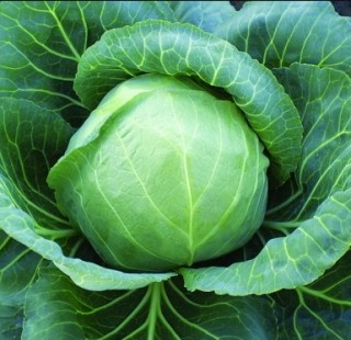img-0: Капуста белокочанная Спринт F1 - ООО «Семена Тут»