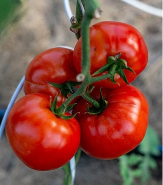 img-0: Томат Стан 5000 F1 - ООО «Семена Тут»