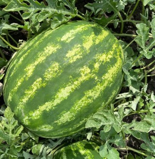 img-0: Арбуз Термез F1 - ООО «Семена Тут»