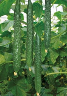 img-1: Огурец Китайский змей F1 - ООО «Семена Тут»