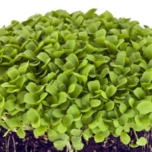Салат на микрозелень (тип Батавия) - ООО «Семена Тут»