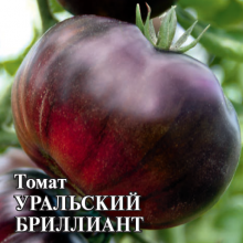 img-1: Томат Уральский бриллиант - ООО «Семена Тут»
