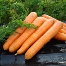 Морковь Маэстро F1 [1.8-2.0 мм] - Семена Тут
