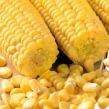 Кукуруза сахарная Алина - ООО «Семена Тут»