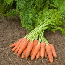 Морковь Карини - Семена Тут