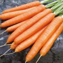 Морковь Элеганс F1 [фракция 1,8-2,0 мм] - ООО «Семена Тут»