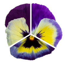 img-0: Виола крупноцветковая Инспайер Плюс Блюберри Лемон [1000 шт] - ООО «Семена Тут»