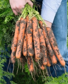 Морковь Нерак F1 (фракция: 1,6-1,8 мм) - ООО «Семена Тут»