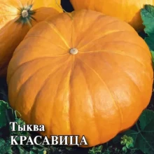 Тыква Красавица - ООО «Семена Тут»