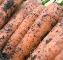 Морковь Ниланд F1 (фракция: 1,8-2,0 мм) - ООО «Семена Тут»