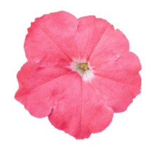 Петуния мультифлора БУМ Эйч Ди Салмон [1000 драже] - ООО «Семена Тут»