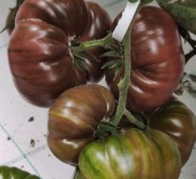 Томат Опра F1 - ООО «Семена Тут»