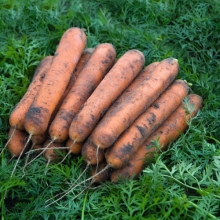 Морковь Номинатор F1 (фракция: 2,0-2,2 мм) - ООО «Семена Тут»