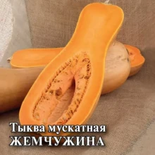 Тыква Жемчужина - ООО «Семена Тут»