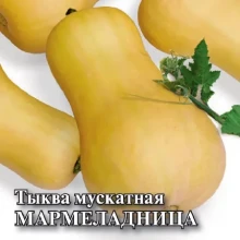 Тыква Мармеладница - ООО «Семена Тут»