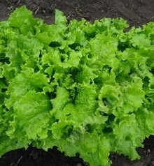 Салат Чародейка - ООО «Семена Тут»