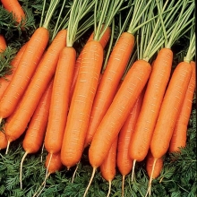 Морковь Нарбонне F1 (фракция: 1,6-1,8 мм) - ООО «Семена Тут»