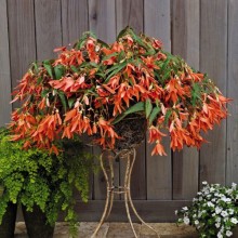 Бегония боливийская Сан Франциско [1000 драже] - ООО «Семена Тут»