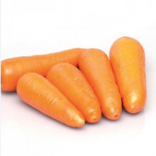 Морковь СВ 3118 ДЧ F1 (фракция 1,6- 1,8 мм) - Семена Тут