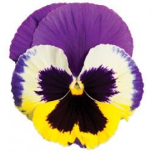 Виола крупноцветковая Колоссус Триколор [100 шт] - ООО «Семена Тут»