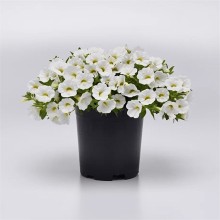 Калибрахоа Классик Вайт [50 м/драже] - ООО «Семена Тут»