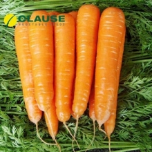 Морковь Тангерина F1 (фракция 1,8-2,0 мм) - ООО «Семена Тут»