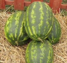 Арбуз Сакура F1 - ООО «Семена Тут»