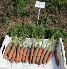 Морковь Натуна F1 (фракция: 1,6-1,8 мм) - ООО «Семена Тут»