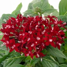 img-1: Пентас Граффити Дип Ред [1000 драже] - ООО «Семена Тут»