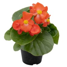 Бегония Мега Кул Скарлет [1000 драже] - ООО «Семена Тут»