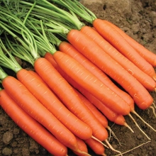 Морковь Канберра F1 (фракция: 1,8-2,0 мм) - Семена Тут
