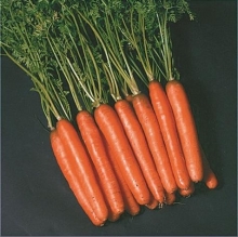 Морковь Нантес 2 Тито - Семена Тут