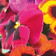 Виола крупноцветковая Селло Сангрия [100 шт] - ООО «Семена Тут»