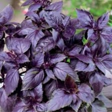 Базилик овощной Фиолетовый - Семена Тут