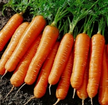 Морковь Балтимор F1 (фракция: 1,8-2,0 мм) - Семена Тут