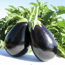 Баклажан Тиррения F1 - ООО «Семена Тут»