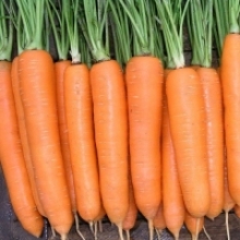 Морковь Норвегия F1 (фракция: 1,6-1,8 мм) - ООО «Семена Тут»