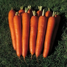 Морковь Бангор F1 (фракция: более 2,2 мм) - Семена Тут
