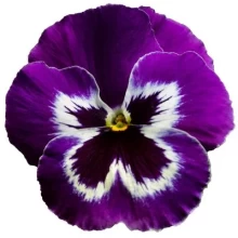 Виола крупноцветковая Дельта Про Виолет энд Вайт [100 шт] - ООО «Семена Тут»