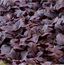 Базилик фиолетовый Жиголо - Семена Тут