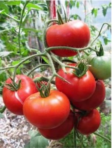 img-1: Томат Агата - ООО «Семена Тут»